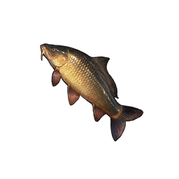 Carp