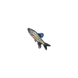 Minnow