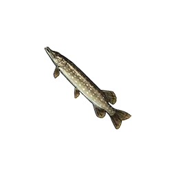 Pike