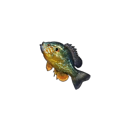 Pumpkinseed Sunfish