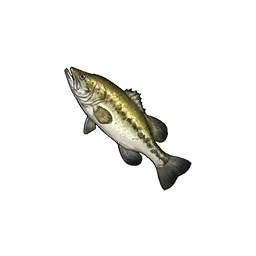 Largemouth Bass