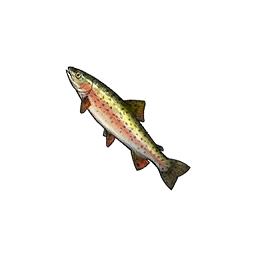 Rainbow Trout