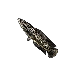 Snakehead