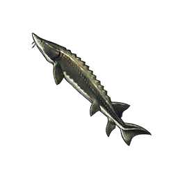 Sturgeon