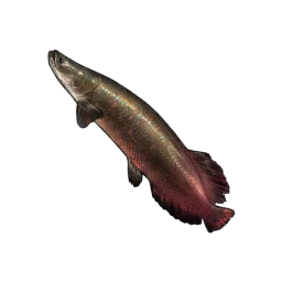 Arapaima