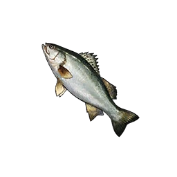Sea Bass
