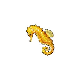 Seahorse