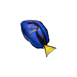Blue Tang