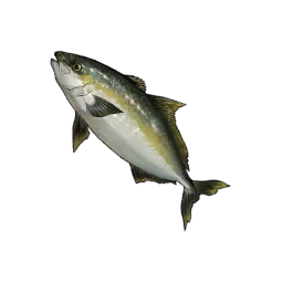 Yellowtail