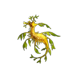 Leafy Seadragon