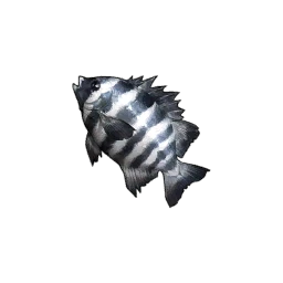 Barred Knifejaw