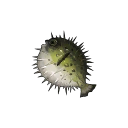 Puffer Fish
