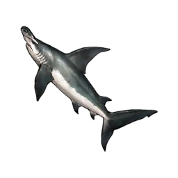 Hammerhead Shark