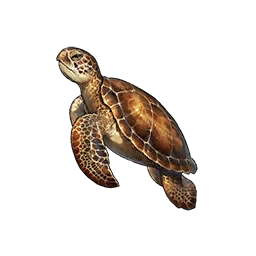 Sea Turtle