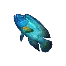 Napoleon Fish