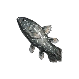 Coelacanth