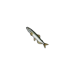 Capelin