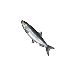 Herring