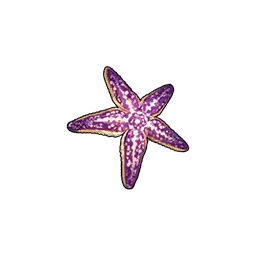 Northern Pacific Seastar