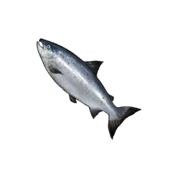 Salmon