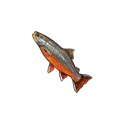 Dolly Varden Trout