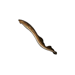 Lamprey