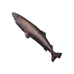 Greenland Shark