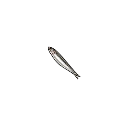 Anchovy