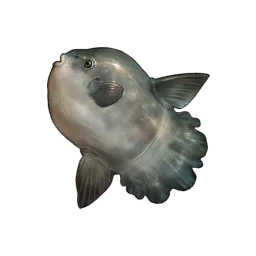 Ocean Sunfish