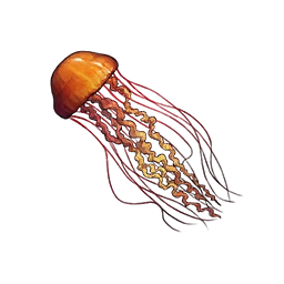 Sea Nettle Jellyfish