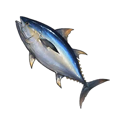 Bluefin Tuna