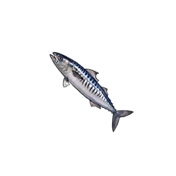 Mackerel