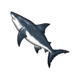 Great White Shark