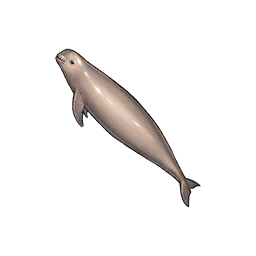 Finless Porpoise