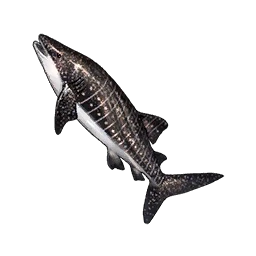 Whale Shark