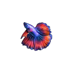 Betta