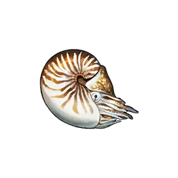 Chambered Nautilus