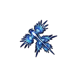 Blue Dragon Sea Slug