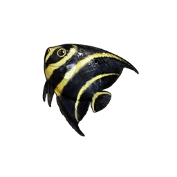 Angelfish
