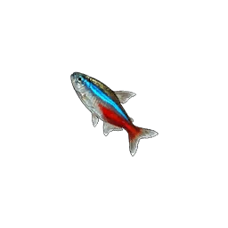 Neon Tetra